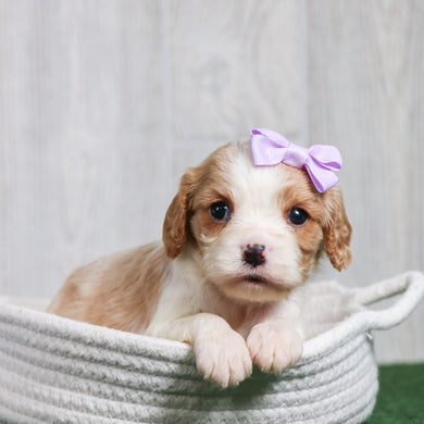 Connie - Available 6/26