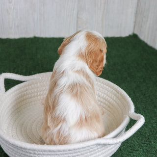 Connie - Available 6/26