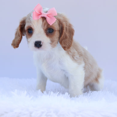 Connie - Available 6/26