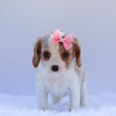 Connie - Available 6/26