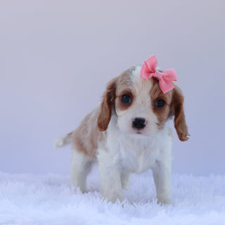 Connie - Available 6/26