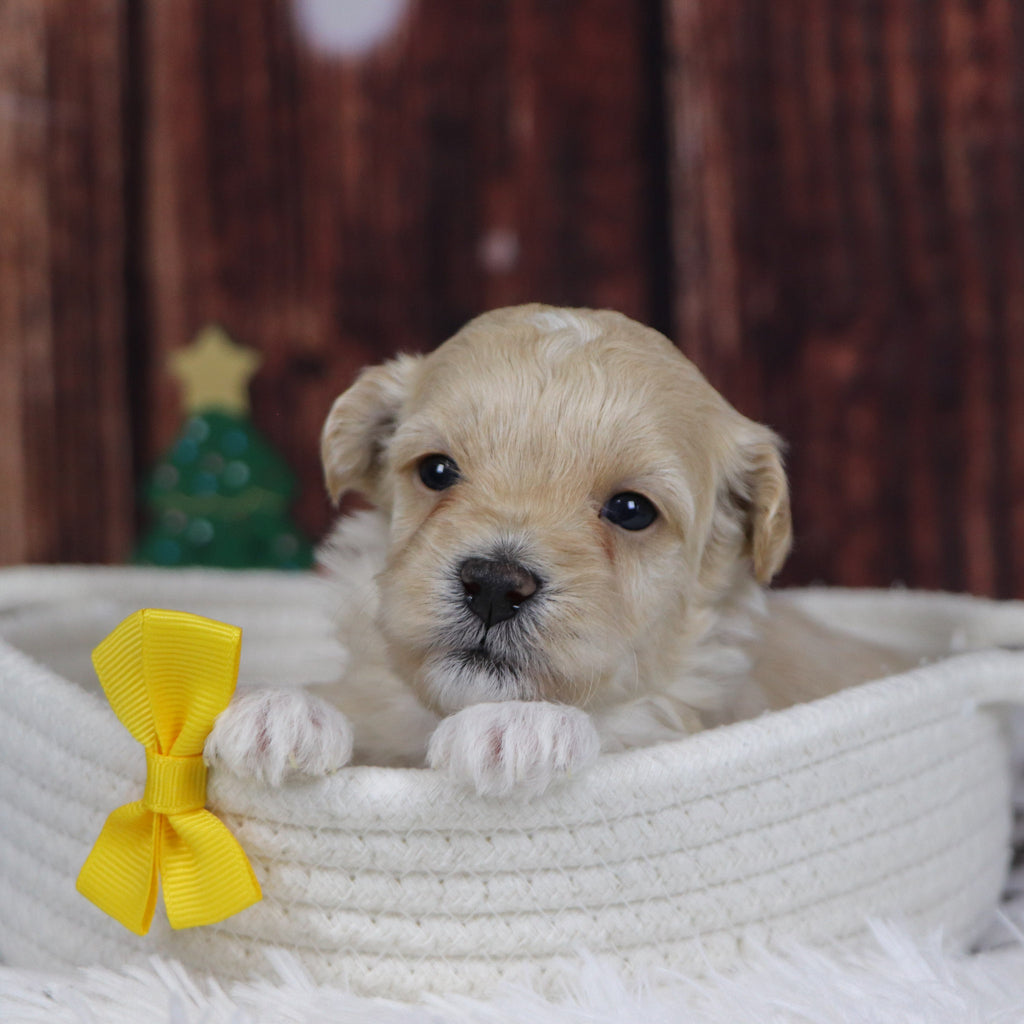 Cuba - Available 12/31