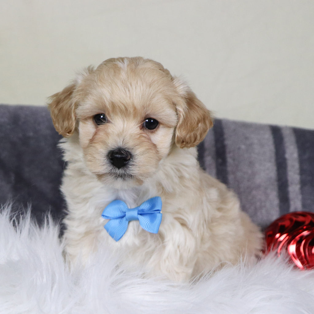 Cuba - Available 12/31