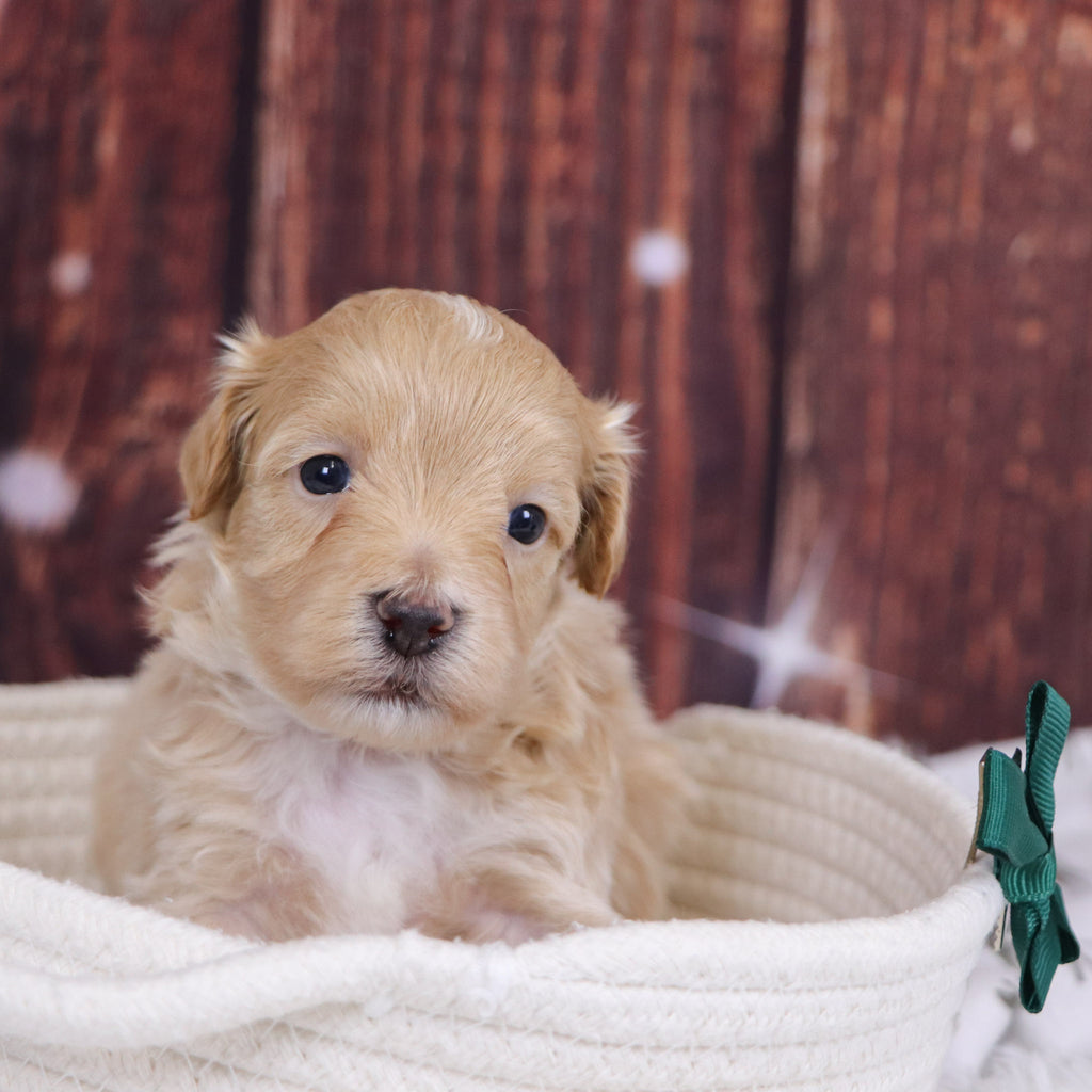 Custer - Available 12/31