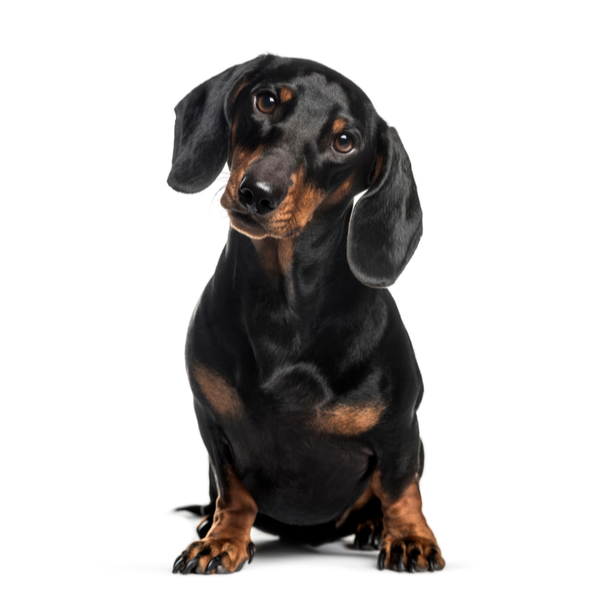 Miniature Dachshund