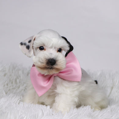 Daisy - Available 11/5
