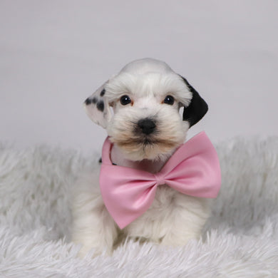 Daisy - Available 11/5