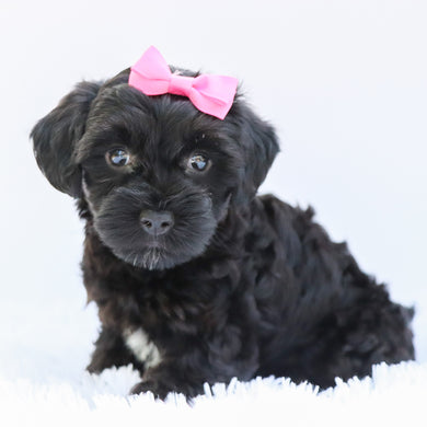 Daisy - Available 6/26
