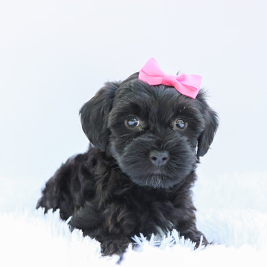 Daisy - Available 6/26