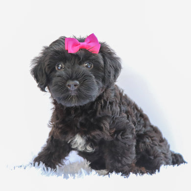 Daisy - Available 7/2
