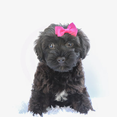 Daisy - Available 7/2