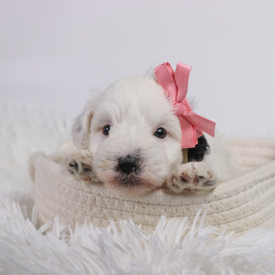 Daisy - Available 11/5