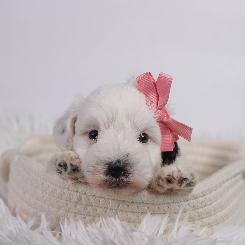 Daisy - Available 11/5