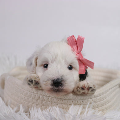Daisy - Available 11/5