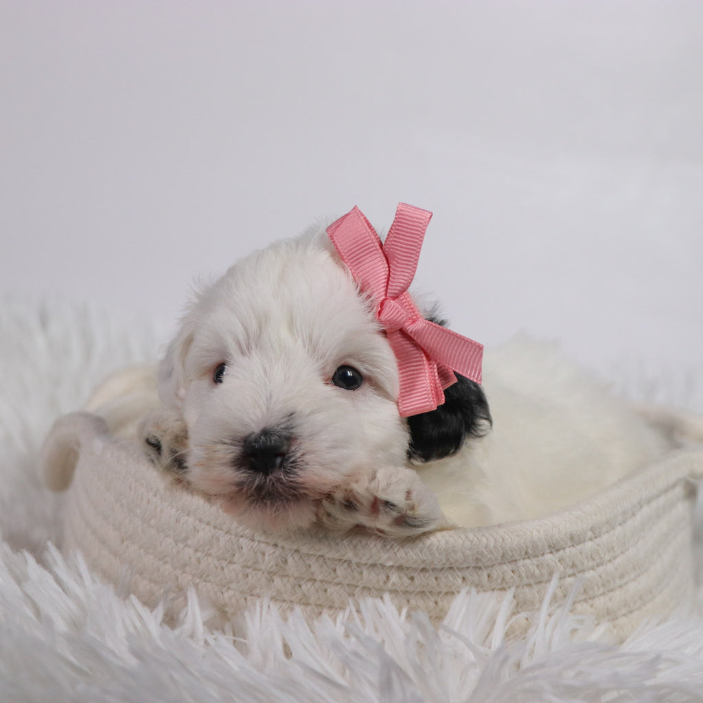 Daisy - Available 11/5