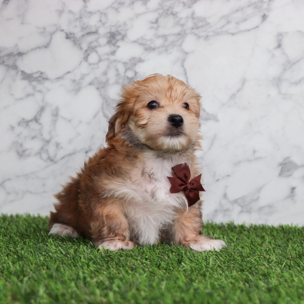 Dakota - Available 5/28