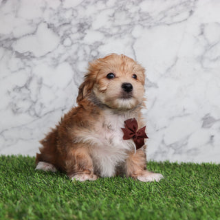 Dakota - Available 5/28