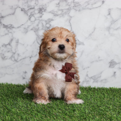 Dakota - Available 5/28