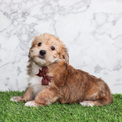 Dakota - Available 5/28