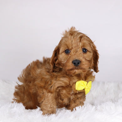 Daryl - available 11/19