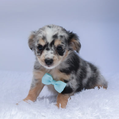 Dash - Available 9/10