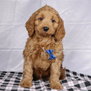 Davis - Available 12/17