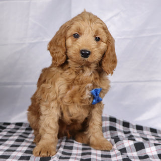 Davis - Available 12/17