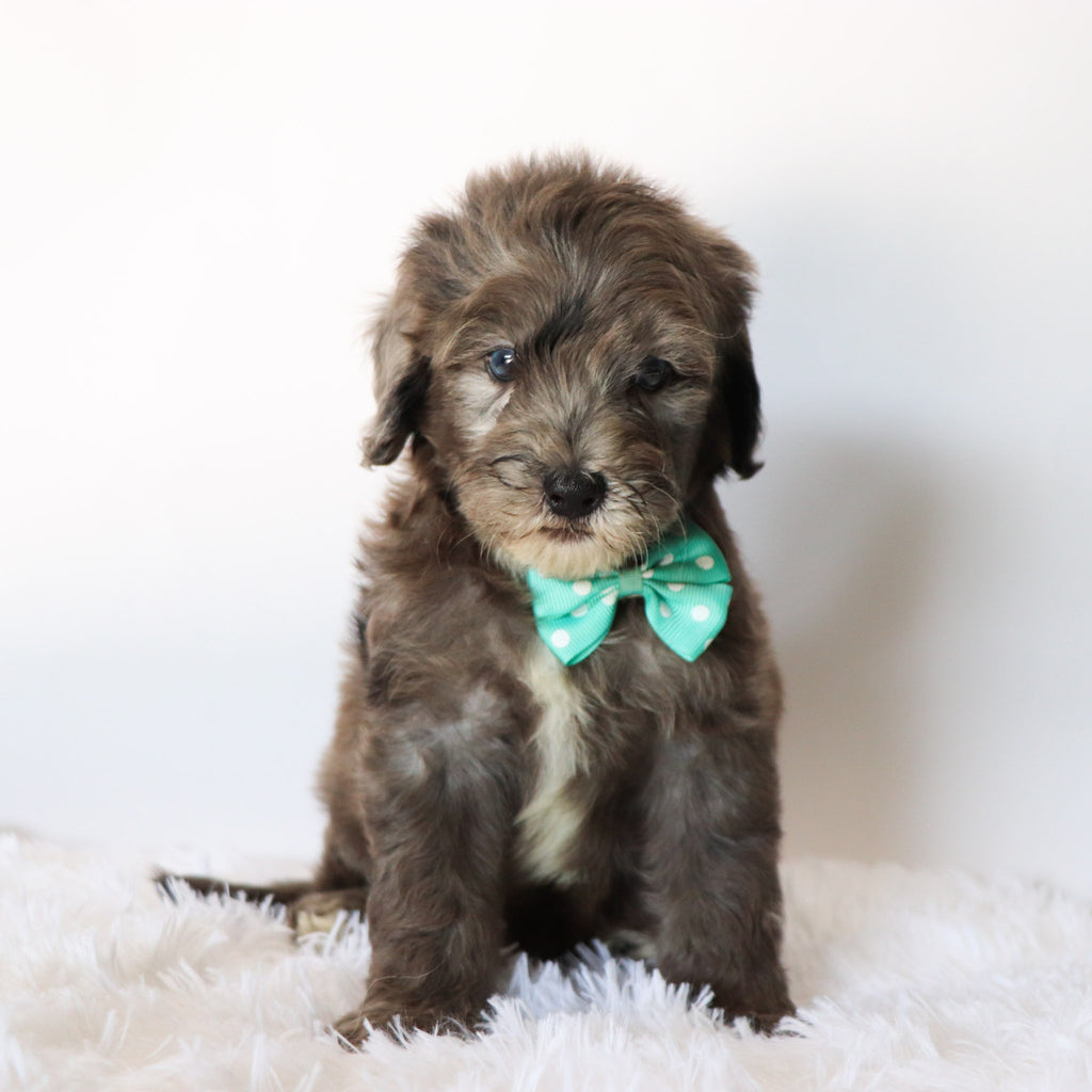 Davis - Available now