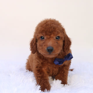 Dax - Available 9/24