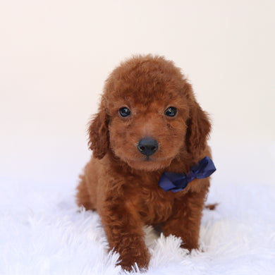 Dax - Available 9/24