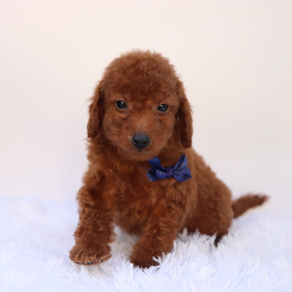 Dax - Available 9/24