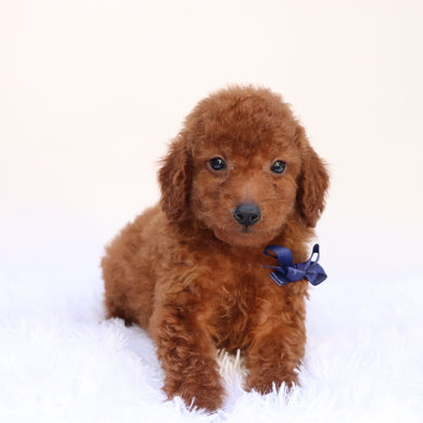 Dax - Available 9/24