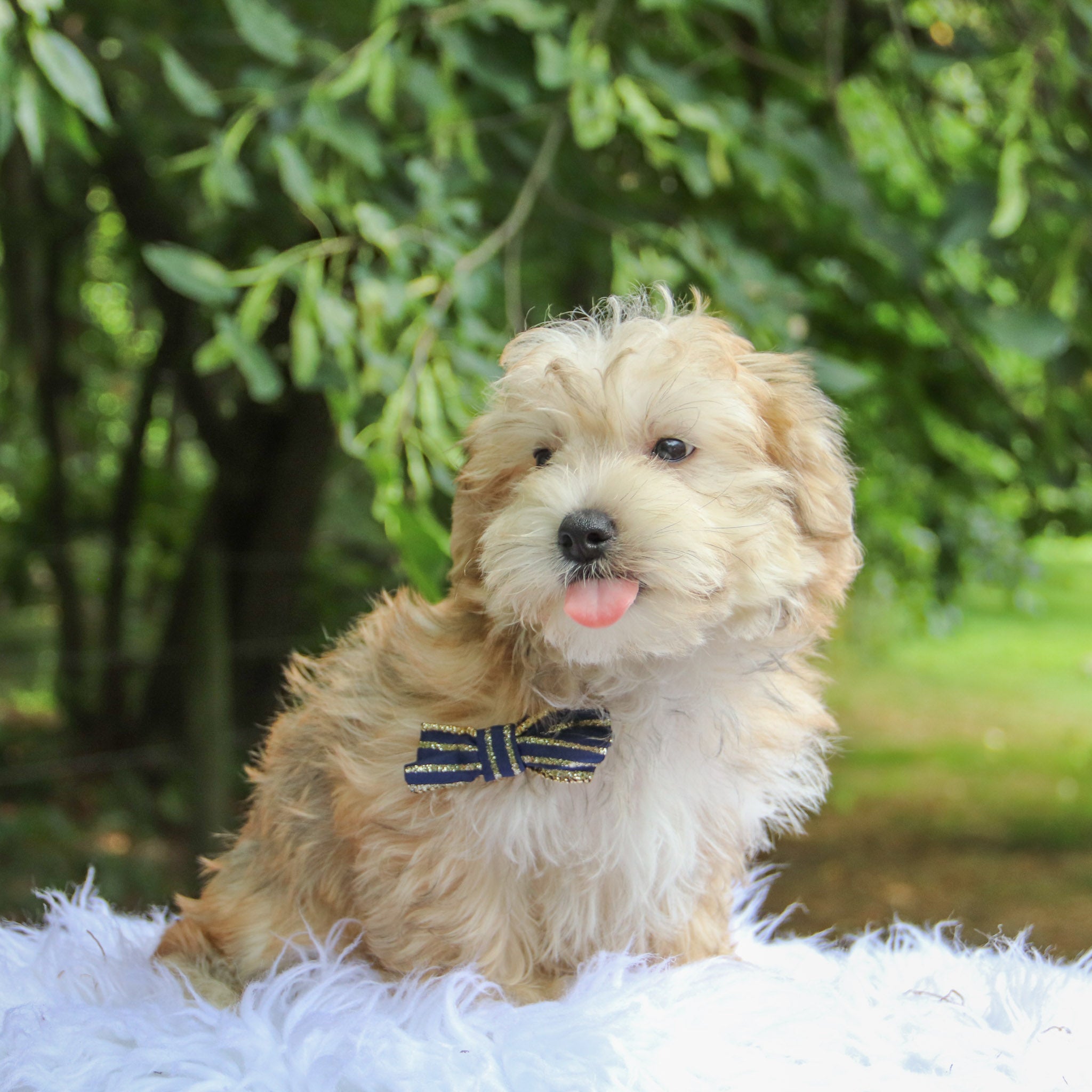 Puppies for sale in Lubbock, TX