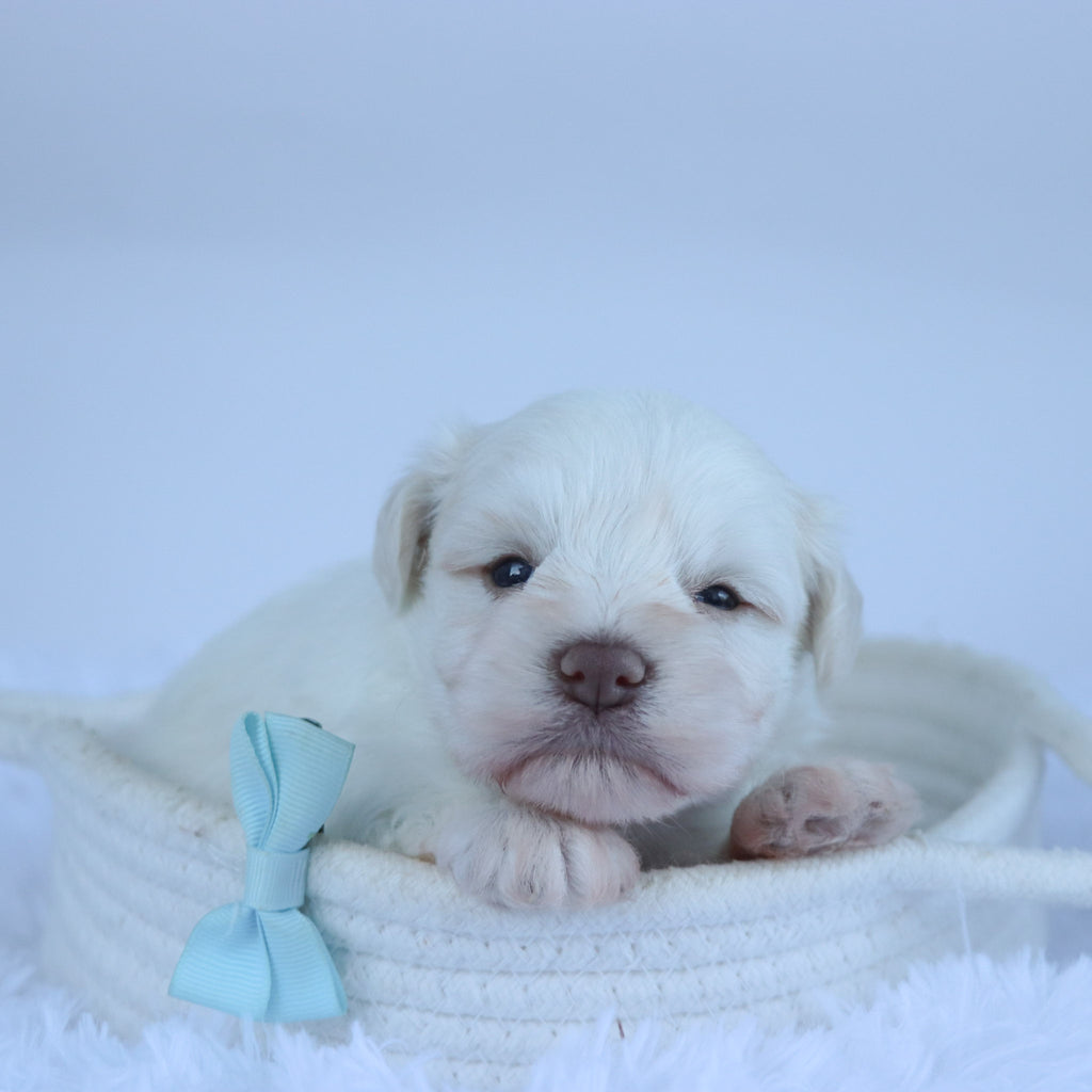 Delaware - Available 11/5
