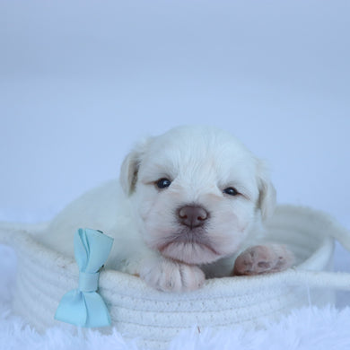 Delaware - Available 11/5