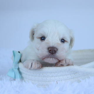 Delaware - Available 11/5