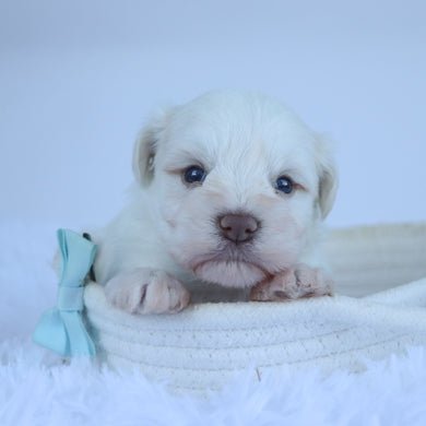 Delaware - Available 11/5