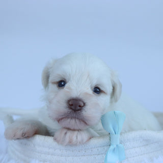 Delaware - Available 11/5