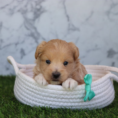Dennis - Available 6/4