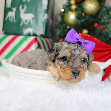 Desiree - Available 1/21