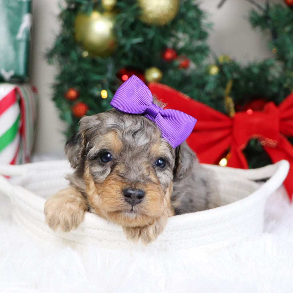 Desiree - Available 1/21