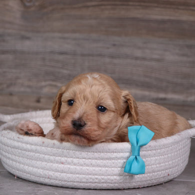 Dewey - Available 5/28