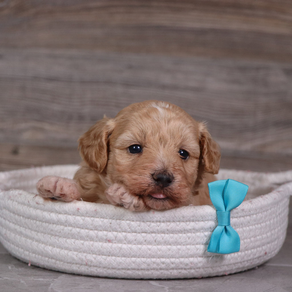 Dewey - Available 5/28