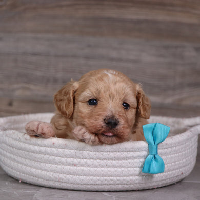 Dewey - Available 5/28