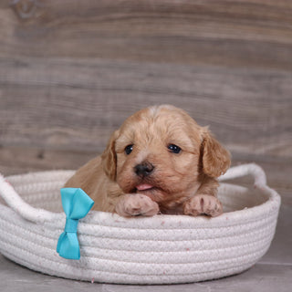 Dewey - Available 5/28