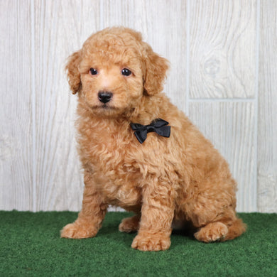 Diego - Available 5/28