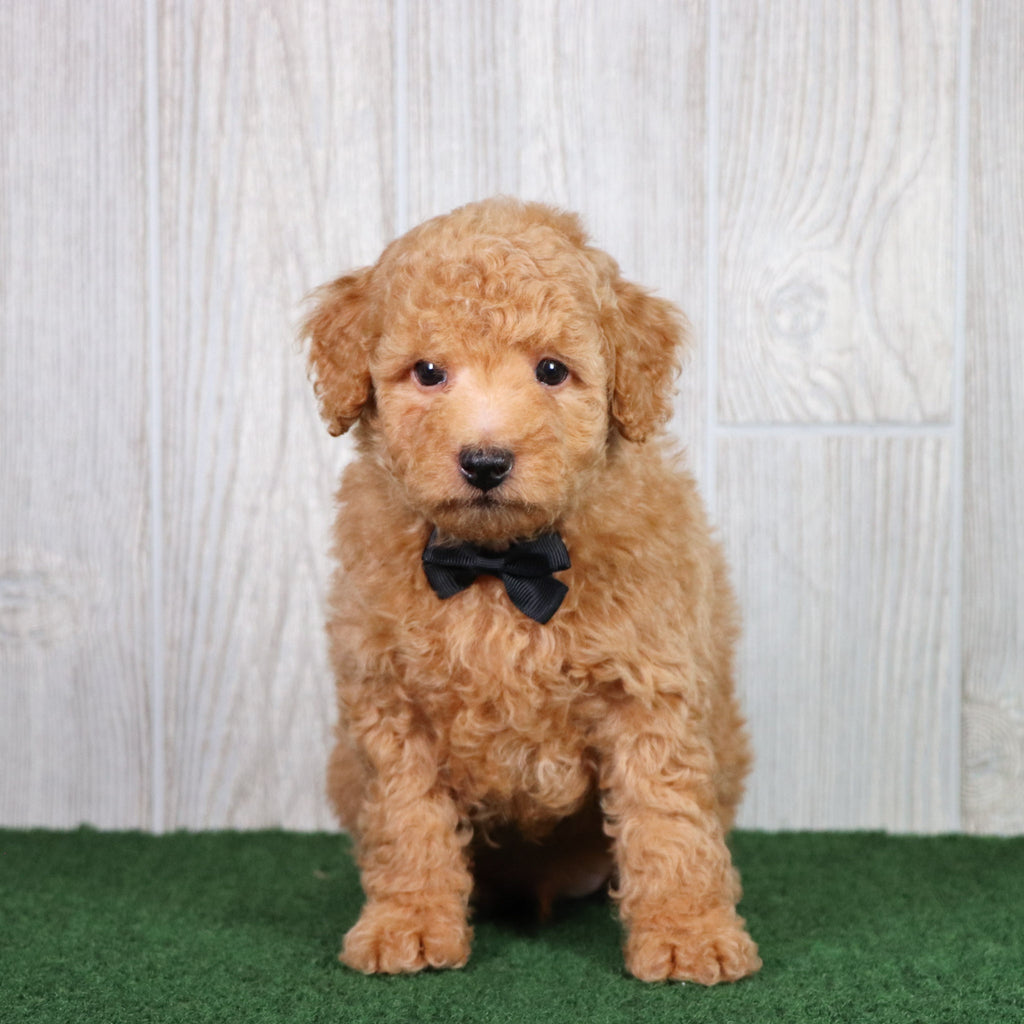 Diego - Available 5/28