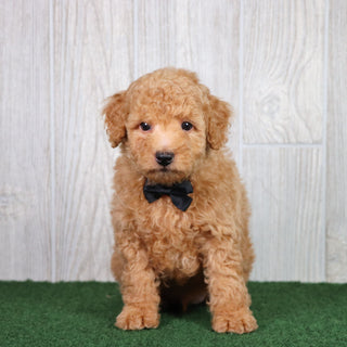 Diego - Available 5/28