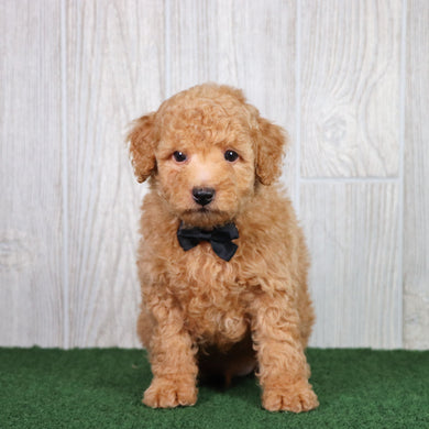 Diego - Available 5/28