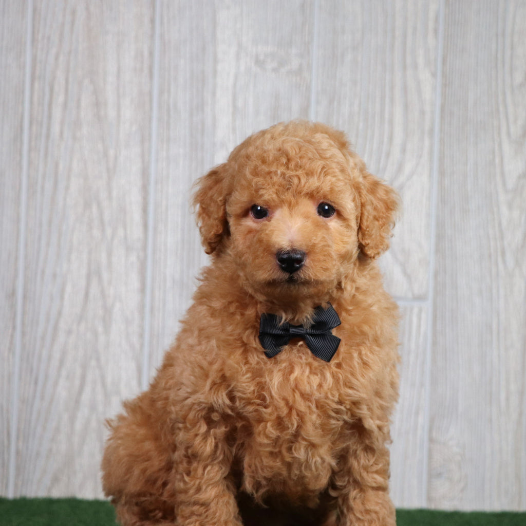 Diego - Available 5/28